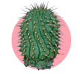 compoude_item_img_hoodia